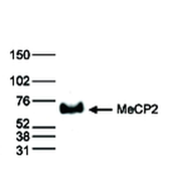 MeCP2 Antibody in Western Blot (WB)