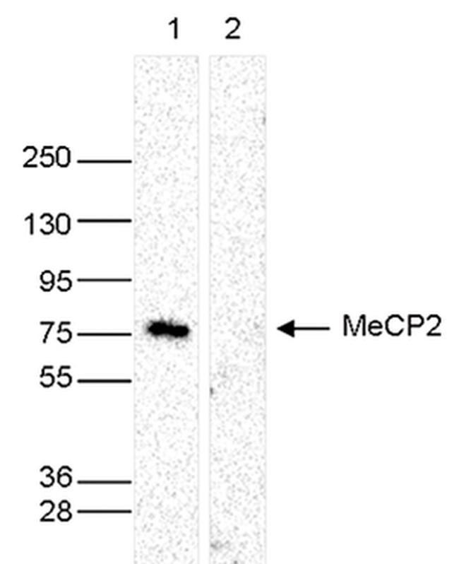 MeCP2 Antibody in Western Blot (WB)