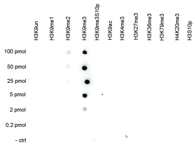 H3K9me3 Antibody in Dot Blot (DB)