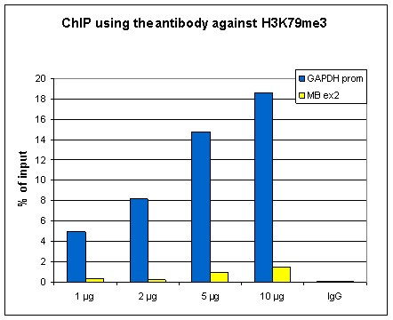 H3K79me3 Antibody in ChIP Assay (ChIP)