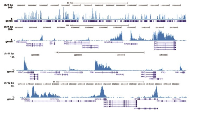 H3K79me3 Antibody in ChIP-Sequencing (ChIP-seq)