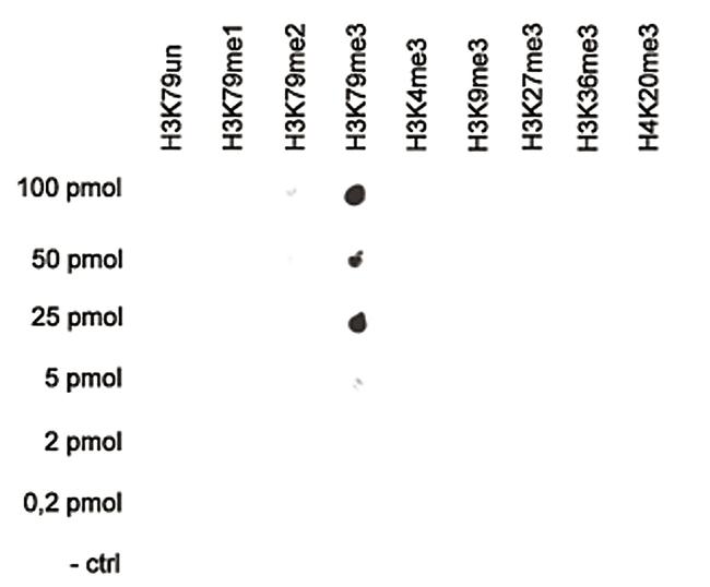 H3K79me3 Antibody in Dot Blot (DB)