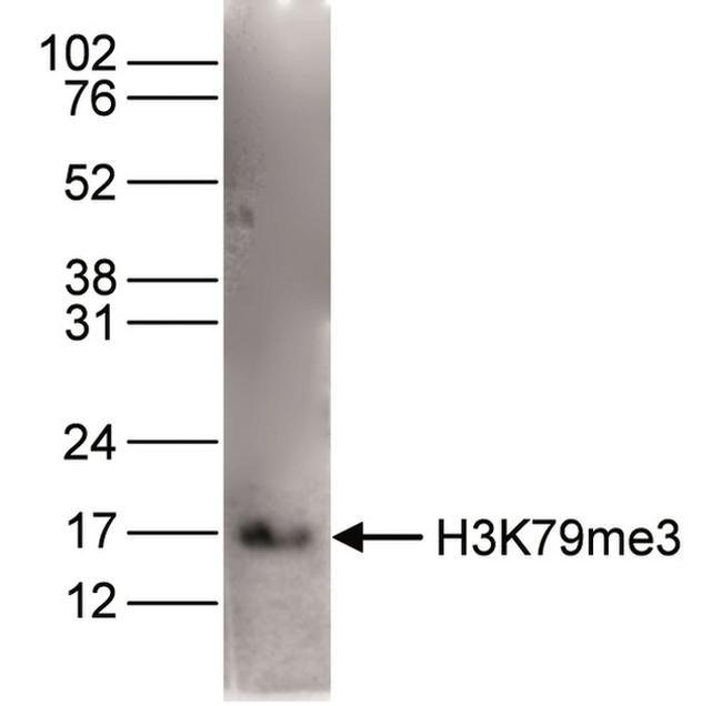 H3K79me3 Antibody in Western Blot (WB)