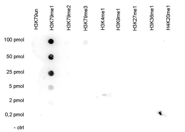 H3K79me1 Antibody in Dot Blot (DB)