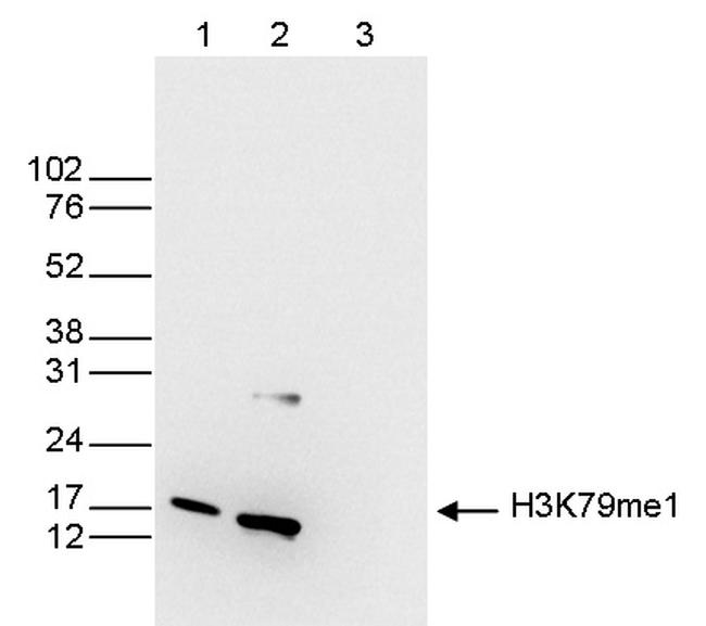 H3K79me1 Antibody in Western Blot (WB)