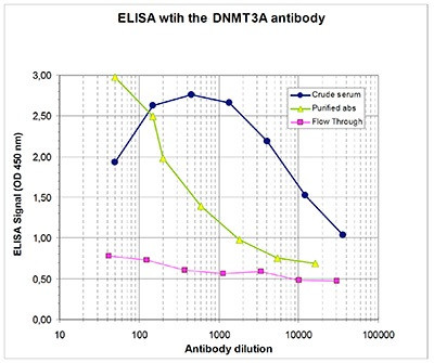 DNMT3A Antibody in ELISA (ELISA)