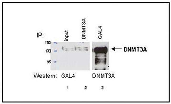 DNMT3A Antibody in Western Blot (WB)