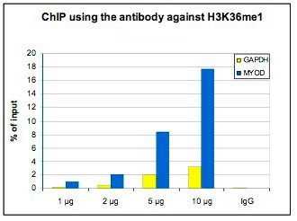 H3K36me1 Antibody in ChIP Assay (ChIP)