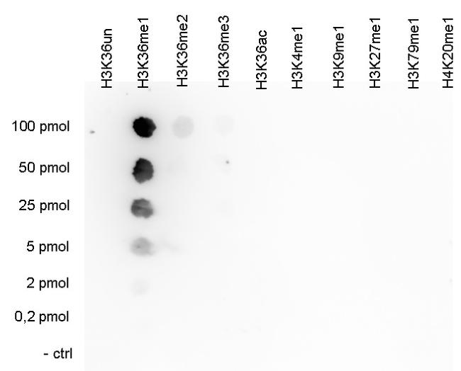 H3K36me1 Antibody in Dot Blot (DB)