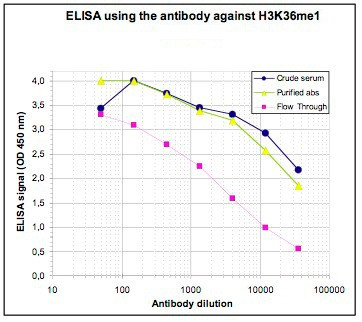 H3K36me1 Antibody in ELISA (ELISA)