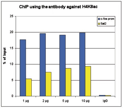 H4K8ac Antibody in ChIP Assay (ChIP)