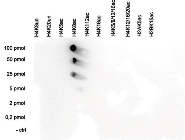 H4K8ac Antibody in Dot Blot (DB)