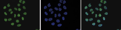 H4K8ac Antibody in Immunocytochemistry (ICC/IF)