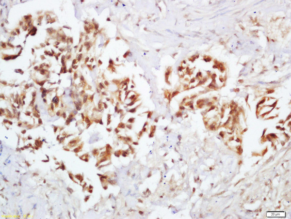 Phospho-Ep300 (Ser1834) Antibody in Immunohistochemistry (Paraffin) (IHC (P))