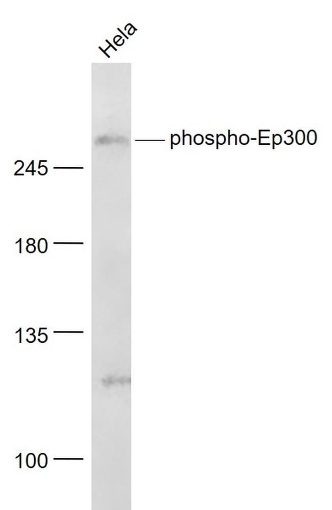 Phospho-Ep300 (Ser1834) Antibody in Western Blot (WB)