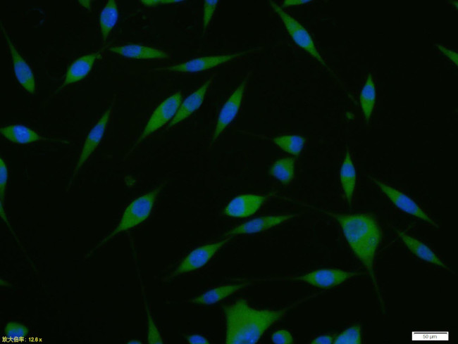 Phospho-GSK-3 Beta (Ser21, Ser29) Antibody in Immunocytochemistry (ICC/IF)