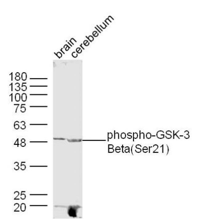 Phospho-GSK-3 Beta (Ser21) Antibody in Western Blot (WB)