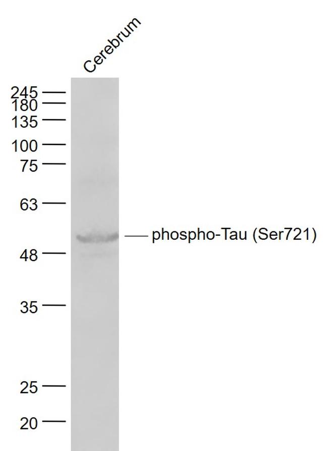 Phospho-Tau protein (Ser721) Antibody in Western Blot (WB)