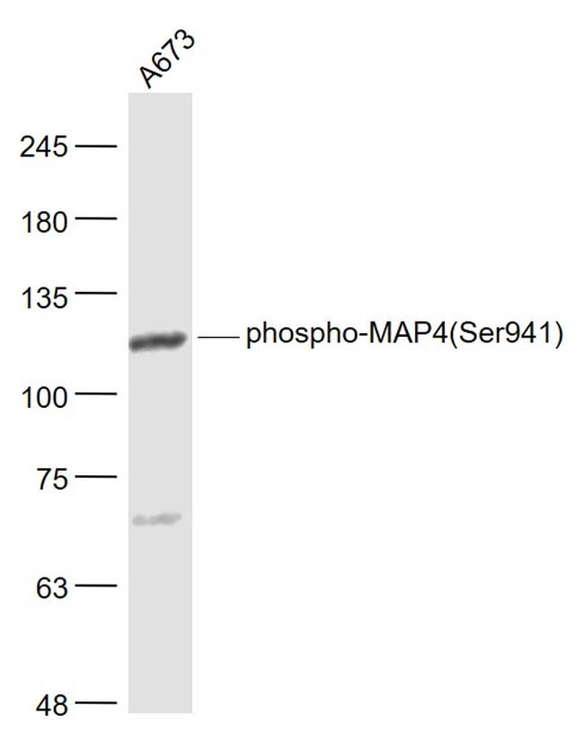 Phospho-MAP4 (Ser941) Antibody in Western Blot (WB)