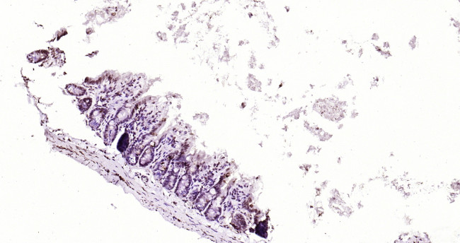 Beclin 1 Antibody in Immunohistochemistry (Paraffin) (IHC (P))