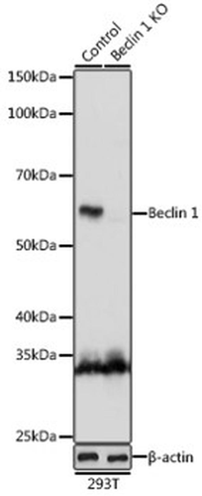 Beclin 1 Antibody in Western Blot (WB)