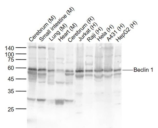 Beclin 1 Antibody in Western Blot (WB)