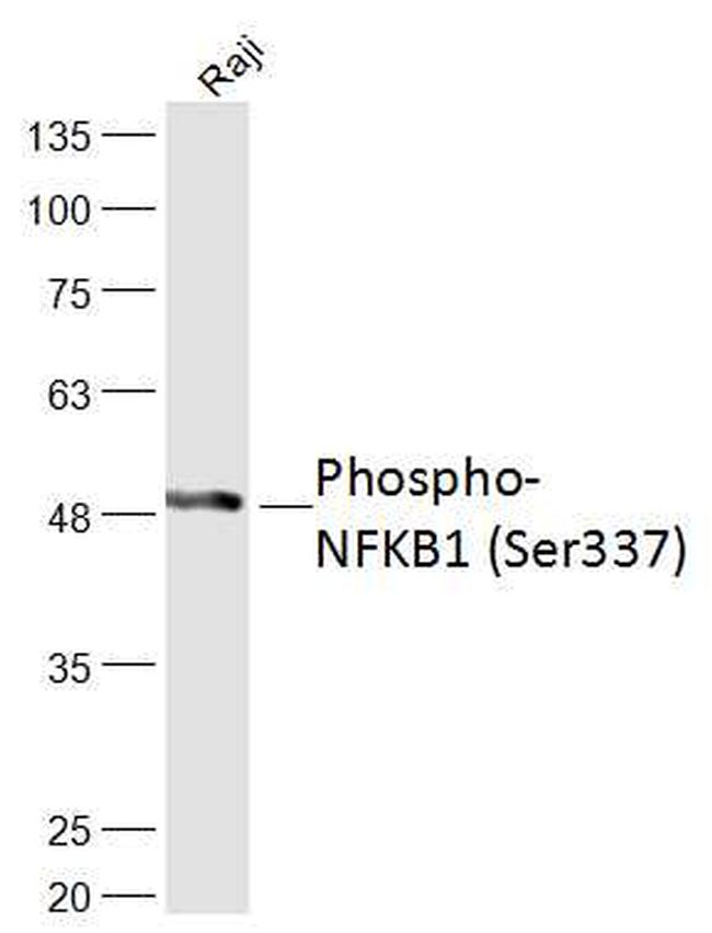 Phospho-NFKB1 (Ser337) Antibody in Western Blot (WB)