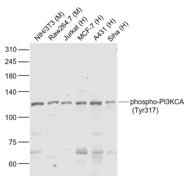 Phospho-PI3KCA (Tyr317) Antibody in Western Blot (WB)