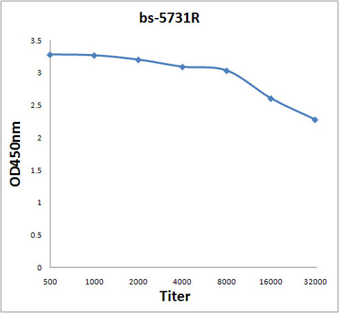 Mad2L1 Antibody in ELISA (ELISA)