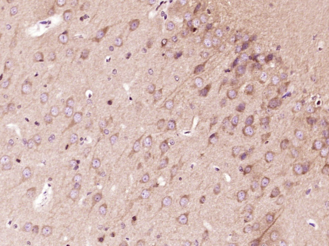 FGF20 Antibody in Immunohistochemistry (Paraffin) (IHC (P))