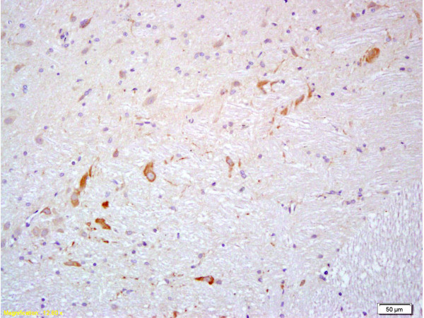 PROK2 Antibody in Immunohistochemistry (Paraffin) (IHC (P))