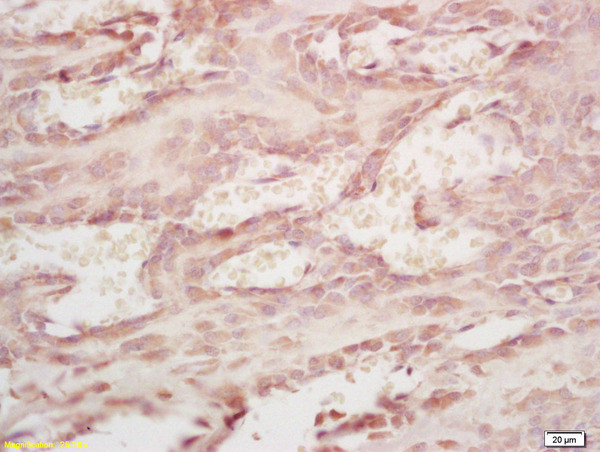 MMP20 Antibody in Immunohistochemistry (Paraffin) (IHC (P))