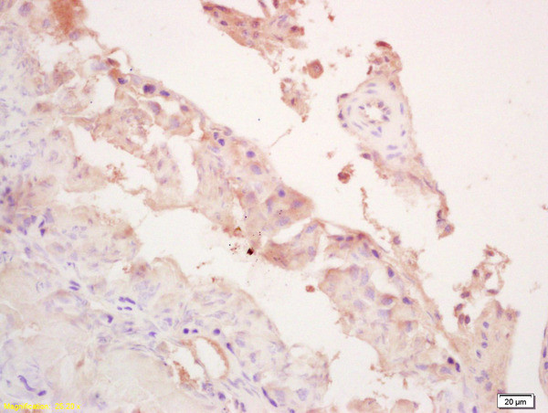 LOXL4 Antibody in Immunohistochemistry (Paraffin) (IHC (P))