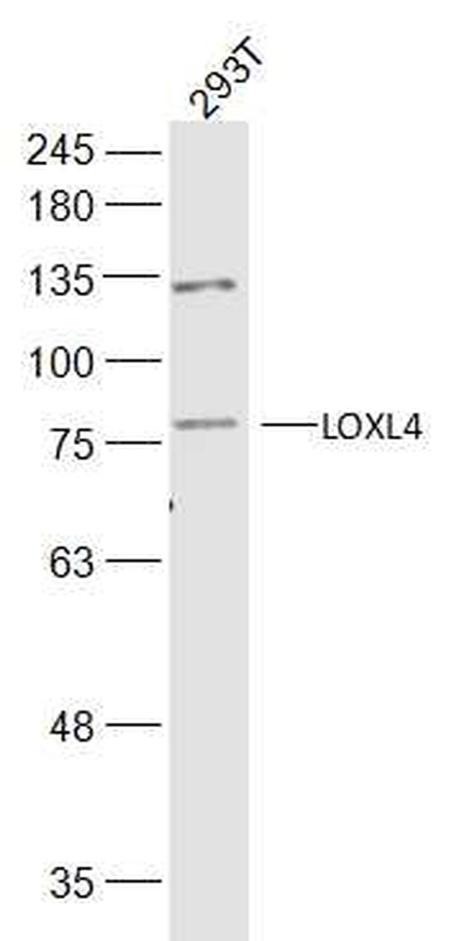 LOXL4 Antibody in Western Blot (WB)