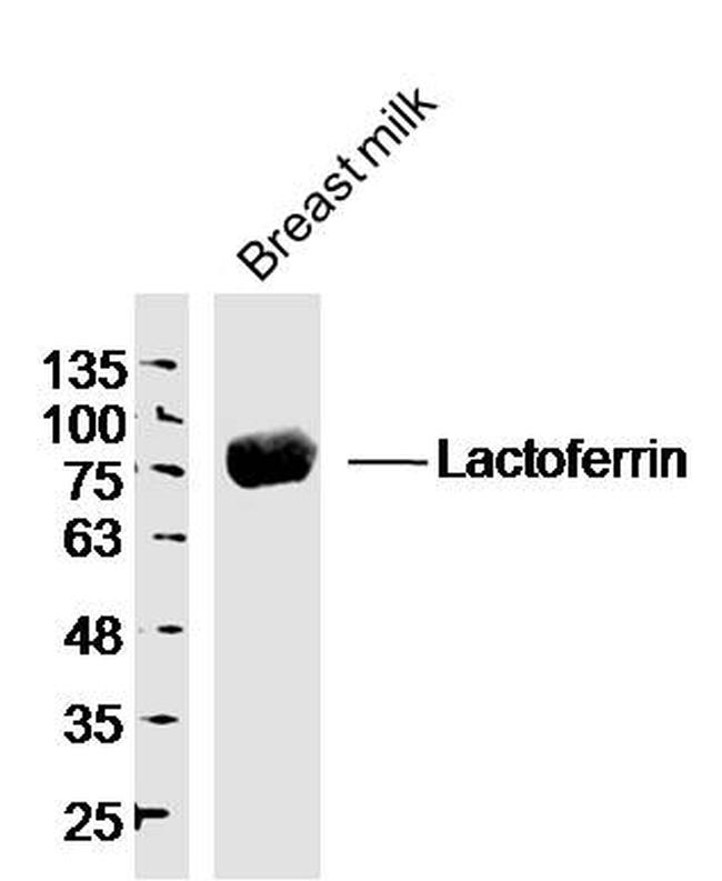 Lactoferrin Antibody in Western Blot (WB)