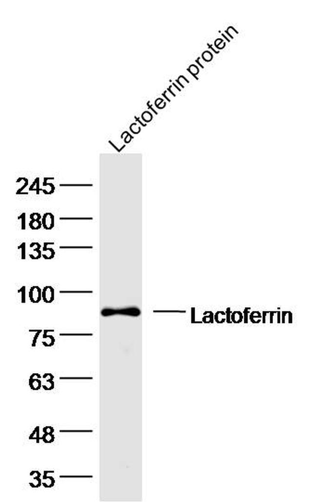 Lactoferrin Antibody in Western Blot (WB)