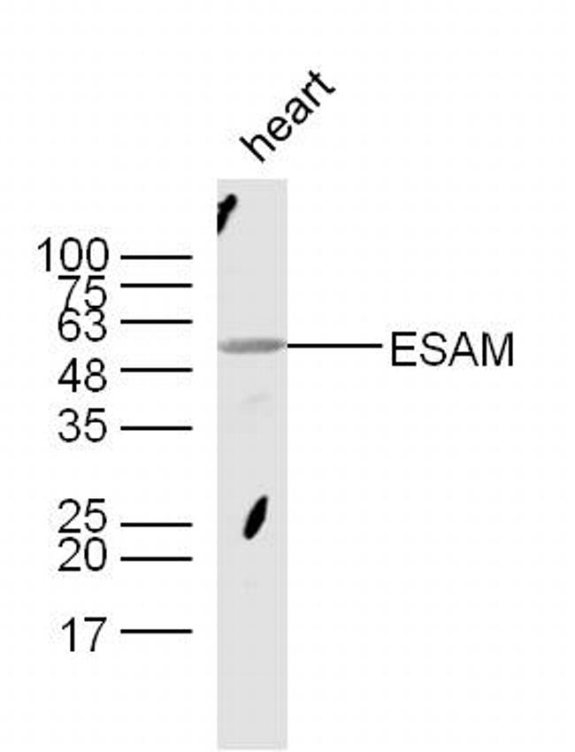 ESAM Antibody in Western Blot (WB)