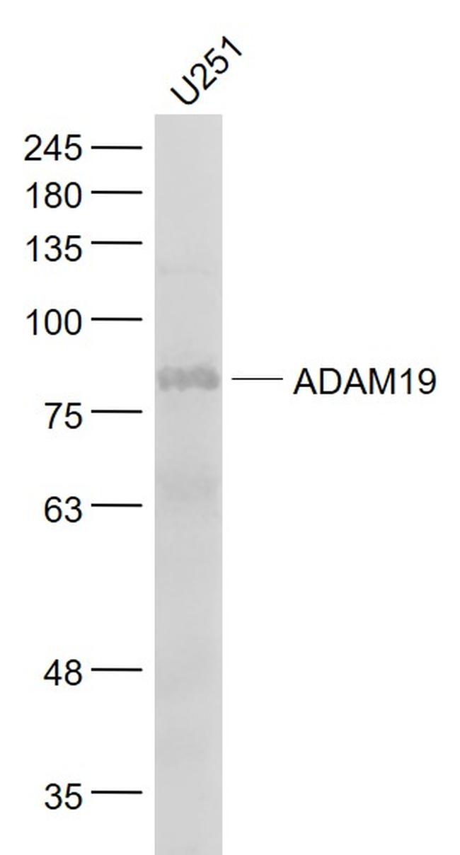 ADAM19 Antibody in Western Blot (WB)