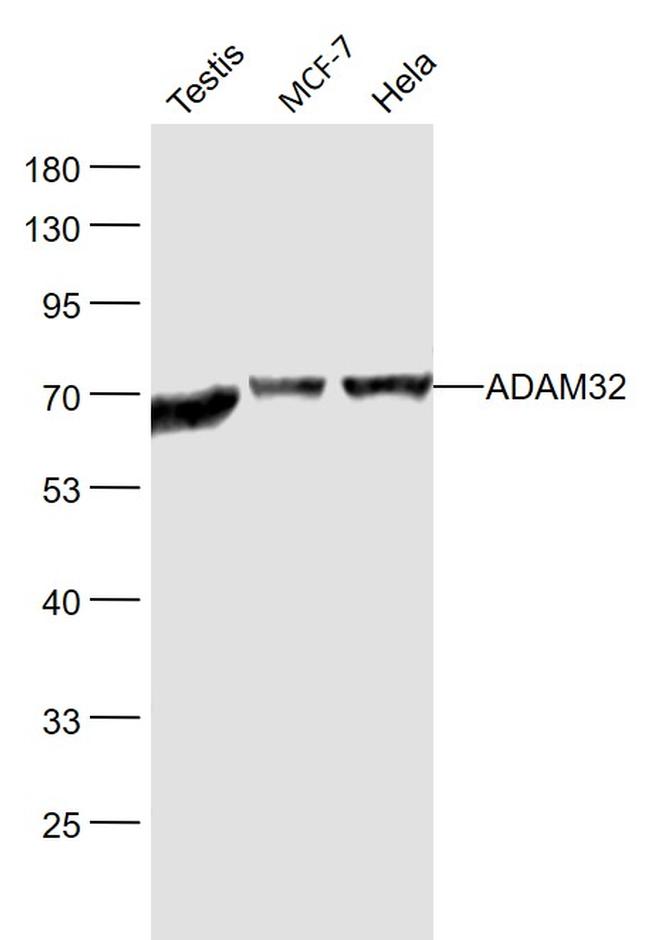 ADAM32 Antibody in Western Blot (WB)