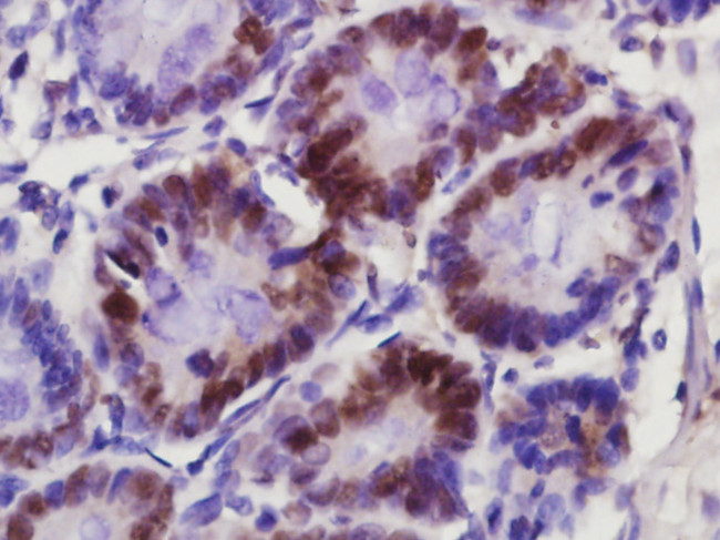 KLK6 Antibody in Immunohistochemistry (Paraffin) (IHC (P))