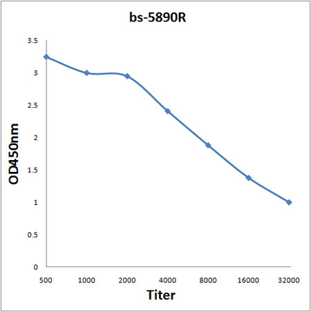 Lumican Antibody in ELISA (ELISA)