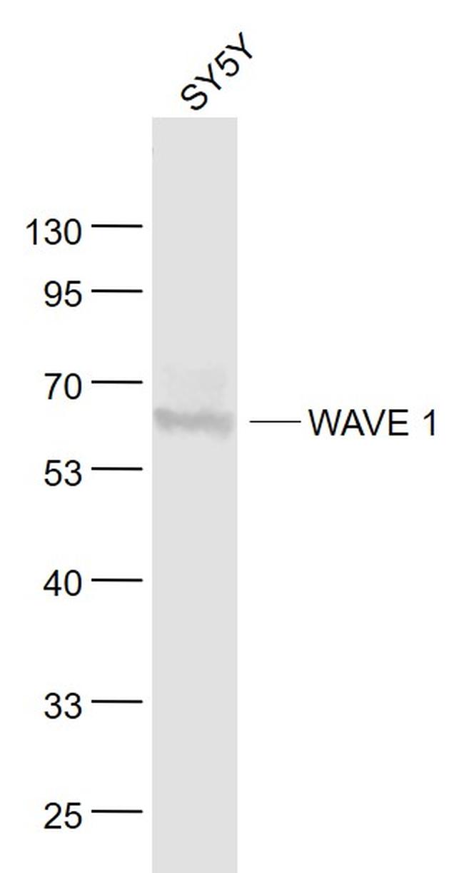 WAVE 1 Antibody in Western Blot (WB)