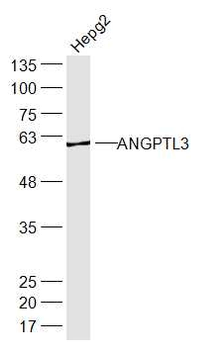 ANGPTL3 Antibody in Western Blot (WB)