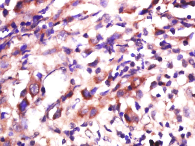 PBOV1 Antibody in Immunohistochemistry (Paraffin) (IHC (P))