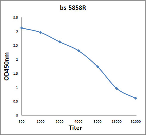 Carboxypeptidase B1 Antibody in ELISA (ELISA)