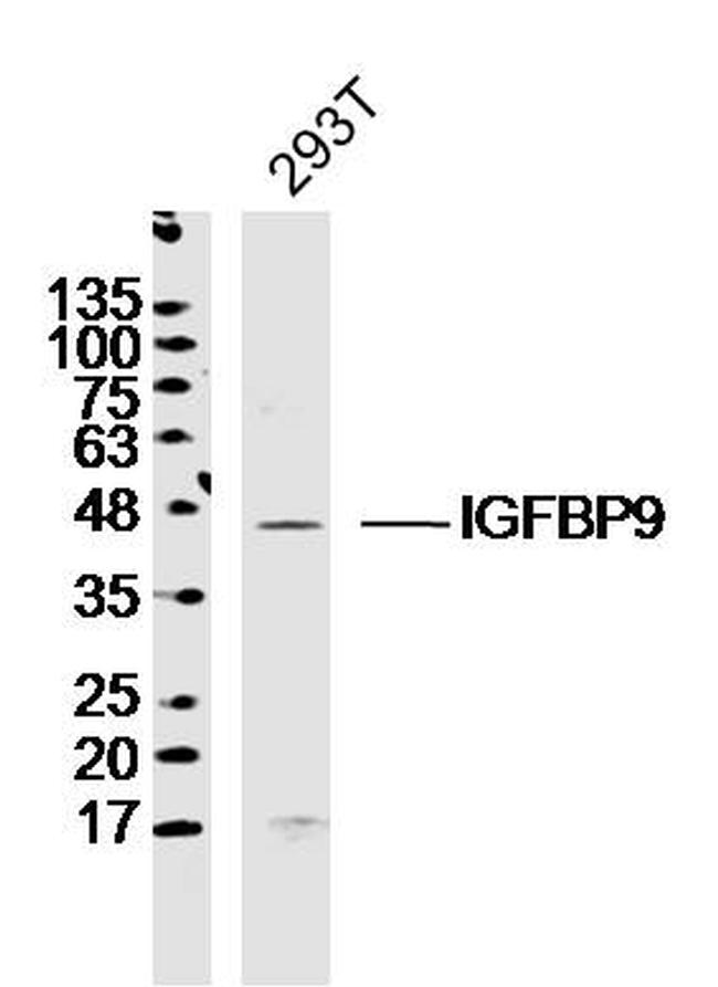 IGFBP9 Antibody in Western Blot (WB)