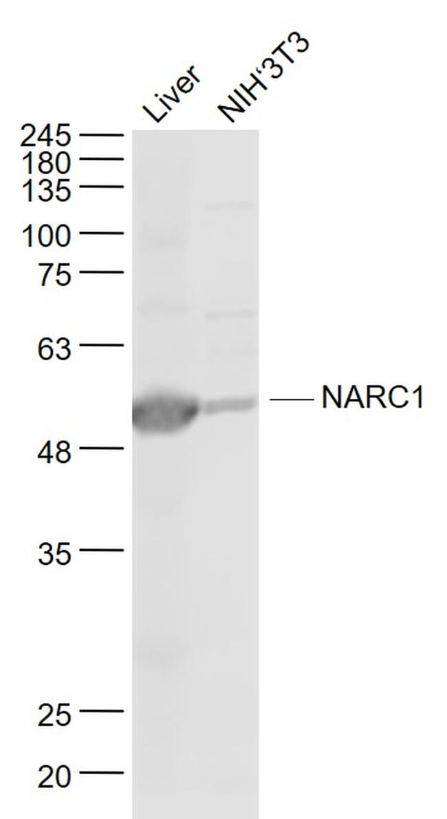 NARC1 Antibody in Western Blot (WB)