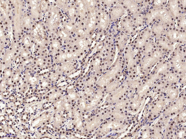 PHAP Antibody in Immunohistochemistry (Paraffin) (IHC (P))