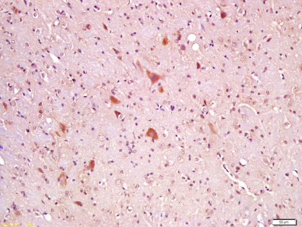 Wnt8A Antibody in Immunohistochemistry (Paraffin) (IHC (P))