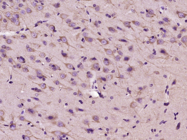 WNT4 Antibody in Immunohistochemistry (Paraffin) (IHC (P))